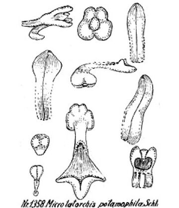 Taeniophyllum mirum-labellum