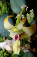 Dendrobium aurantitepalum: Dendrobium aurantitepalum de Vogel, flower, oblique lateral view, photo Ed de Vogel, based on Leiden cult. 20020156