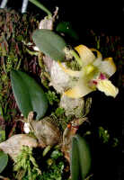 Dendrobium aurantitepalum: Dendrobium aurantitepalum de Vogel, plant with flower, photo Ed de Vogel, based on Leiden cult. 20020156