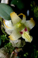 Dendrobium aurantitepalum: Dendrobium aurantitepalum de Vogel, flower, front view, photo Ed de Vogel, based on Leiden cult. 20020156
