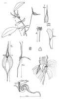 Bulbophyllum maxillare: Bulbophyllum maxillare, drawing P. O'Byrne,