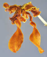 Dendrobium helix: Dendrobium helix P.J.Cribb, flower, oblique front view, photo Ed de Vogel, based on Leiden cult. Leiden cult. 20081793 (De Vogel & Raka), from PNG, East New Britain Prov.