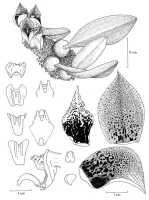 Bulbophyllum macrobulbum: Bulbophyllum macrobulbum,  N. Howcroft, drawing, plant habit and flower analysis
