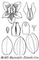 Crepidium moluccanum: Crepidium moluccanum (J.J.Sm.) XXX (as Microstylis zippelii J.J.Sm.), drawing R. Schlechter in Repert. Spec. Nov. Regni Veg. Beih. 21 (1923) t. 48, fig. 163
