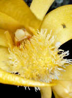 Dendrobium annulatum: Dendrobium annulatum Juswara, Schuit. & Champion, column and lip, front view, photo and cult. Jeffrey Campion, from Indonesia, Tanah Papua, without locality