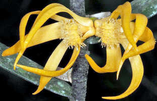 Dendrobium annulatum: Dendrobium annulatum Juswara, Schuit. & Champion, inflorescence, photo and cult. Jeffrey Campion, from Indonesia, Tanah Papua, without locality