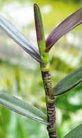 Dendrobium annulatum: Dendrobium annulatum Juswara, Schuit. & Champion, detail leaf sheaths, photo and cult. Jeffrey Campion, from Indonesia, Tanah Papua, without locality