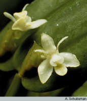 Dendrobium rumphiae: overview of Dendrobium rumphiae (Rchb.f.