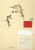 Mediocalcar uniflorum: Mediocalcar uniflorum Schltr., (as Mediocalcar uniflorum Schltr. var. orientale Schltr.), herbarium sheet, Schlechter 19584 (isotype specimen L)
