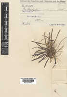 Bulbophyllum ischnopus: Bulbophyllum ischnopus Schltr., herbarium sheet, Schlechter 14343 (isotype specimen K), photo copyright the Board of Trustees of the Royal Botanic Gardens, Kew