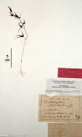 Bulbophyllum chloranthum: Bulbophyllum chloranthum Schltr. as Bulbophyllum solutisepalum J.J.Sm., herbarium sheet, Bogor cult. (Branderhorst) 293 (holotype specimen BO)