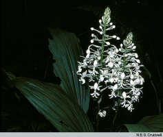 Calanthe triplicata: Calanthe triplicata (Willemet) Ames, inflorescences, photo N.E.G. Cruttwell, based on Cruttwell (3/83, PNG, Baiyer River Sanctuary)