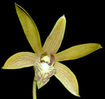 Dendrobium mirbelianum: Dendrobium mirbelianum Gaudich., flower, front view, photo Ed de Vogel, Leiden cult. 20031091 (National Capital Botanic Garden Port Moresby), from Papua New Guinea, locality not known