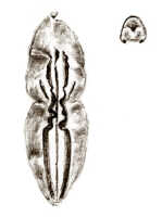 Dendrobium stelliferum: Dendrobium stelliferum J.J.Sm., drawing J.J. Smith, based on Docters van Leeuwen 9551