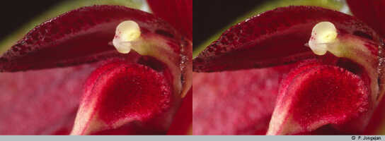 Bulbophyllum maxillare: Bulbophyllum maxillare (Lindl.) Rchb.f., flower detail, column and lip base, lateral view, lateral sepal and petal removed, photo P. Jongejan, collection Royal Botanic Gardens, Kew, cult. P. Jongejan 200
