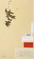 Crepidium vinicolor: Crepidium vinicolor (Schltr.) Szlach. (as Microstylis vinicolor Schltr.), herbarium sheet, Schlechter 20168 (isotype specimen L)