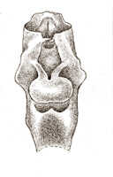 Agrostophyllum superpositum: Agrostophyllum superpositum Schltr., drawing J.J. Smith