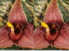 Bulbophyllum codonanthum: Bulbophyllum codonanthum Schltr., flower detail, centre of flower, oblique front view, photo P. Jongejan, collection Royal Botanic Gardens, Kew, cult. P. Jongejan 3003