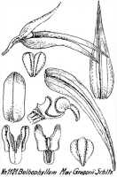 Bulbophyllum chloranthum: Bulbophyllum chloranthum Schltr. as Bulbophyllum macgregorii Schltr., floral analysis, R. Schlechter in Repert. Spec. Nov. Regni Veg. Beih. 21 (1928) t. 305, fig. 1171