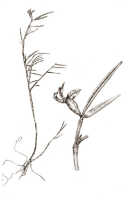 Glomera latilinguis: Glomera latilinguis J.J.Sm., drawing Natadipoera, from von Römer 1300