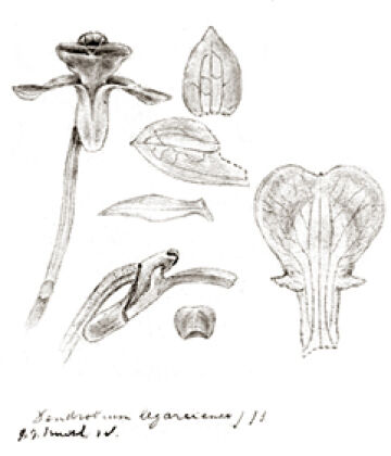 Dendrobium legareiense