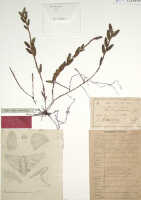 Dendrobium triangulum: Dendrobium triangulum J.J.Sm., holotype specimen: Janowsky 107 (BO)