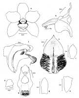 Dendrobium papyraceum: Dendrobium papyraceun J.J.Sm., as Grastidium papyraceym (J.J.Sm.) Rauschert, drawing David Jones in Lasianthera 1 (1996) fig. 5, based on ANBG cult. s.n. from PNG, Korombi
