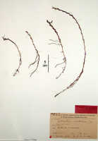 Octarrhena cucullifera: Octarrhena cucullifera J.J.Sm., herbarium sheet, Pulle (Versteeg) 2410 (holotype specimen BO)