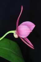 Dendrobium regale: Dendrobium regale Schltr., photo John Cara, flower, lateral view, cult John Cara, from PNG.