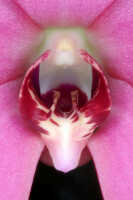 Dendrobium regale: Dendrobium regale Schltr., photo John Cara, flower detail, centre of flower, front view, cult John Cara, from PNG.