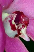 Dendrobium regale: Dendrobium regale Schltr., photo John Cara, flower detail, centre of flower, oblique lateral view, cult John Cara, from PNG.