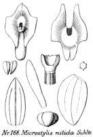 Crepidium nitidum: Crepidium nitidum (Schltr.) Szlach.(as Microstylis nitida Schltr.), drawing R. Schlechter in Repert. Spec. Nov. Regni Veg. Beih. 21 (1923) t. 49, fig. 168