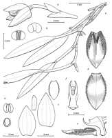 Bulbophyllum nudicaule: Bulbophyllum nudicaule J.J.Verm., Schuit. & de Vogel, drawing © J.J. Vermeulen, in J.J.Verm., Schuit. & de Vogel, Lankesteriana 20 (2020) 324, fig. 15, from Carr 10263 (herbarium)