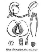 Corybas umbonatus: overview picture