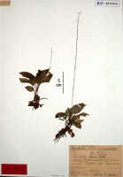 Crepidium laeve: Crepidium laeve (Schltr.) Szlach. (after Margonska, 2005), herbarium sheet, Schlechter 19142 (isotype specimen BO)