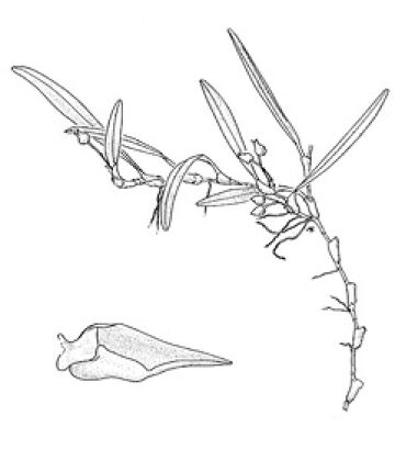 Mediocalcar versteegii subsp. amphigeneum