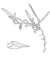 Mediocalcar versteegii subsp. amphigeneum: overview picture