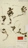 Crepidium fissum: Crepidium fissum (Schltr.) Szlach., as Microstylis floscularia J.J.Sm.), herbarium sheet, Lam 1215 (syntype specimen L)