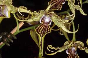 Dendrobium alexandrae: Dendrobium alexandrae Schltr., flower, front view, cult John Cara, from PNG, photo John Cara
