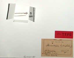 Crepidium hydrophilum: Crepidium hydrophilum (J.J.Sm.) Szlach. (as Microstylis hydrophila J.J.Sm.), herbarium sheet, Bogor cult. (Exp. Lorentz (Djibdja 310)) s.n. (isotype specimen BO)