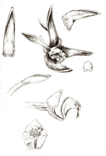 Dendrobium pulleanum