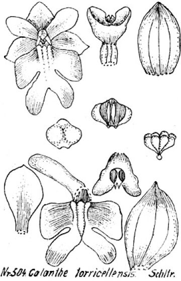 Calanthe torricellensis