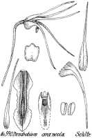 Dendrobium araneola: Dendrobium araneola Schltr., drawing R. Schlechter in Repert. Spec. Nov. Regni Veg. Beih. 21 (1923) t. 157, fig. 590