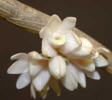 Dendrobium melanostictum: Dendrobium melanostictum Schltr., inflorescence, photo Ed de Vogel, Leiden cult. 20031989 (National Capital Botanic Garden Port Moresby), from Papua New Guinea, locality not known