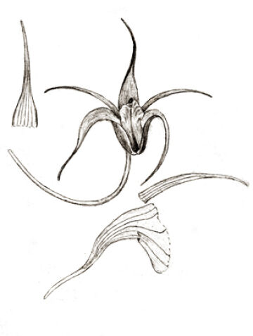 Dendrobium bidentiferum