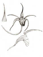 Dendrobium bidentiferum: Dendrobium bidentiferum J.J.Sm., drawing J.J. Smith, based on Versteeg 1539