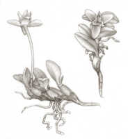 Dendrobium subradiatum: Dendrobium subradiatum J.J.Sm., drawing Natadipoera, based on Gjellerup 1109