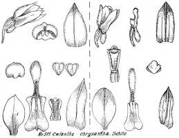 Styloglossum ventilabrum: Styloglossum ventilabrum (Rchb.f.) T.Yukawa & P.J.Cribb, as Calanthe chrysantha Schltr., from Repert. Spec. Nov. Regni Veg. Beih. 21 (1923) t. 136, fig. 511