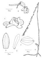 Calanthe crispifolia : Calanthe crispifolia Ormerod. Drawing by Paul Ormerod in Orchadian 16 (2010) 418, fig., after the type: L.J. Brass 9012 (holo AMES). 