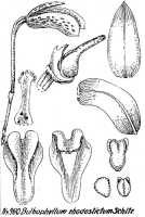 Bulbophyllum arsoanum: Bulbophyllum rhodostictum Schltr., floral analysis, R. Schlechter in Repert. Spec. Nov. Regni Veg. Beih. 21 (1928) t. 257, fig. 980